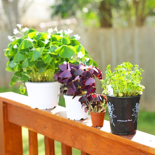 shamrock plants