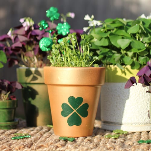 Plant for Luck: All about Shamrocks, 4 Leaf Clovers, and more