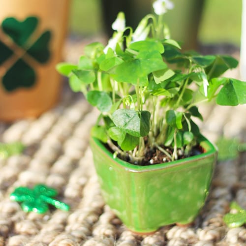 green shamrock plant