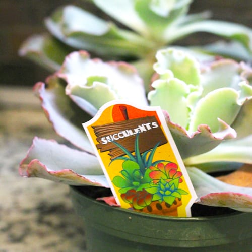 succulents