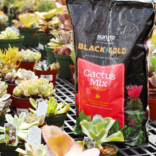succulent soil