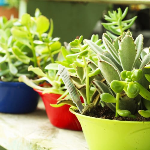 succulent creations