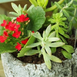 succulent care