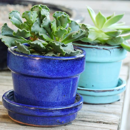 succulent pottery