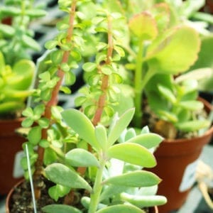 succulent care