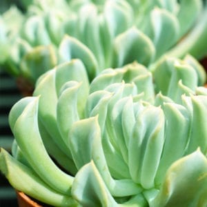 succulent care