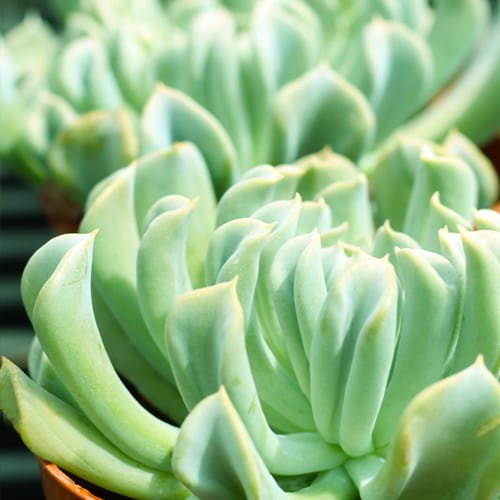 succulent plants