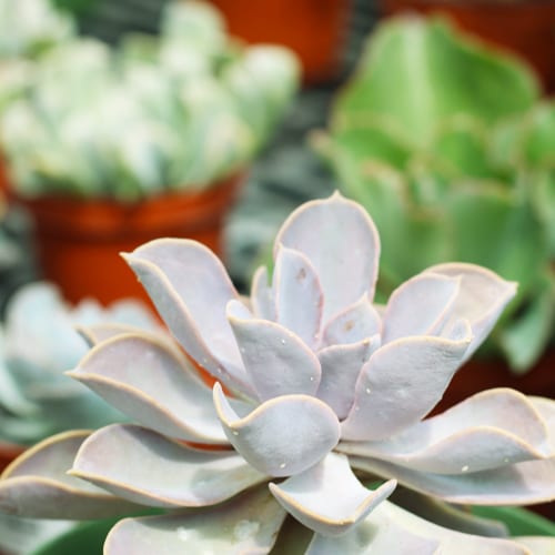 house plants