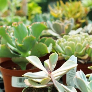 succulent care