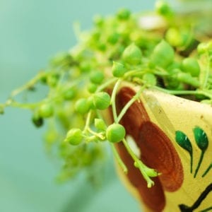 container garden ideas
