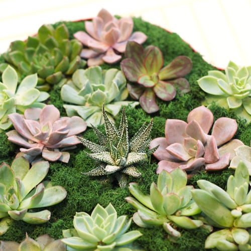 succulents in moss