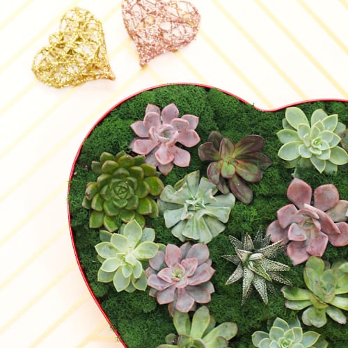 succulent heart