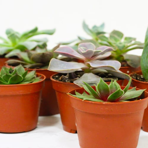 houseplants