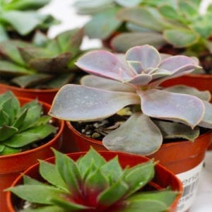 succulents