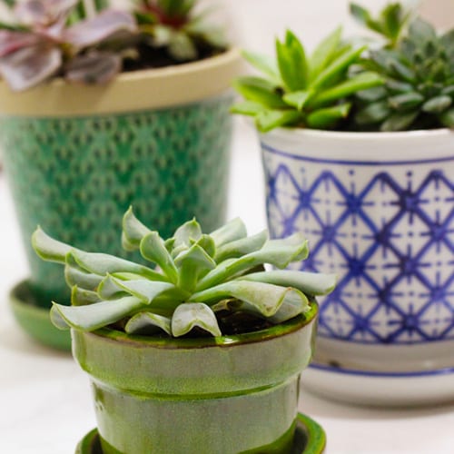succulents in containers