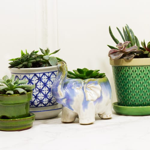 houseplants