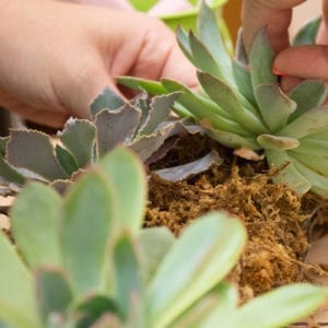 succulents