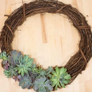 living succulent wreath