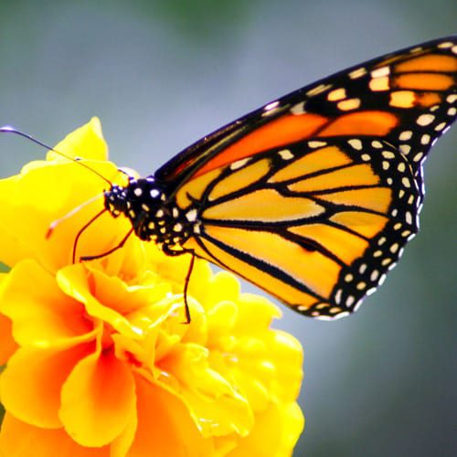 attracting pollinators
