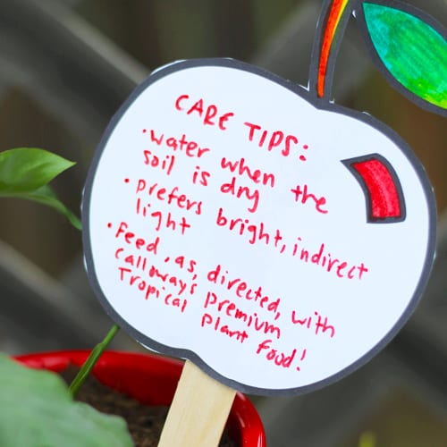 care tips on plant tag