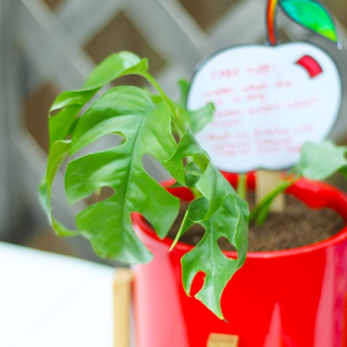 teacher gifts indoor plants