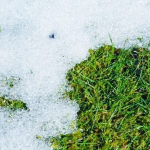 snow on grass