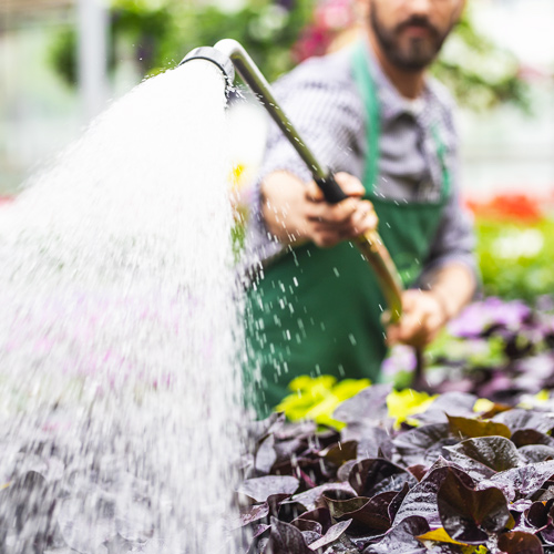 watering plants