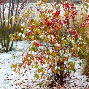 frost damage on plants