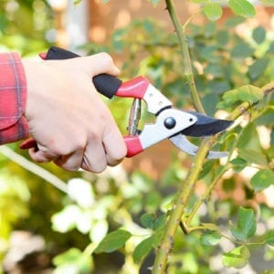 winter pruning