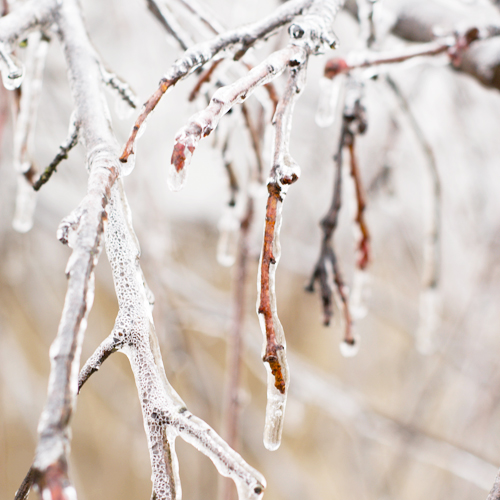 frozen branches
