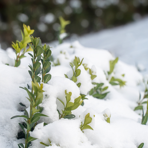 snow on shrub