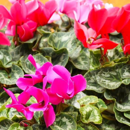 cyclamen