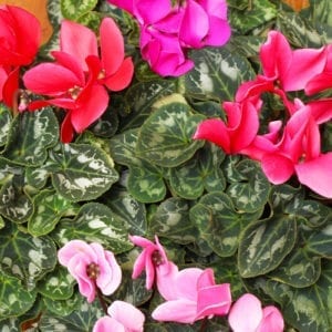 cyclamen plants
