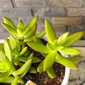 planting succulents