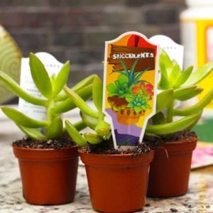succulents