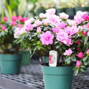 azaela plant