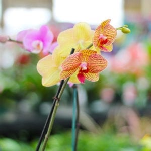 orchid
