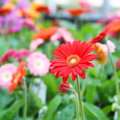 gerbera daisy