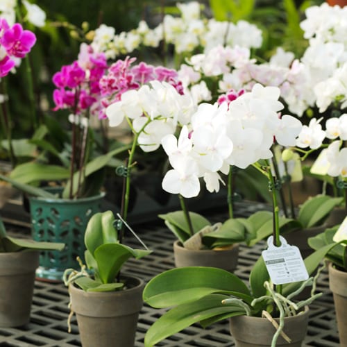 orchid gifts
