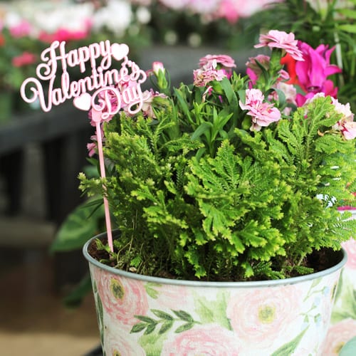 valentine's day container gardens