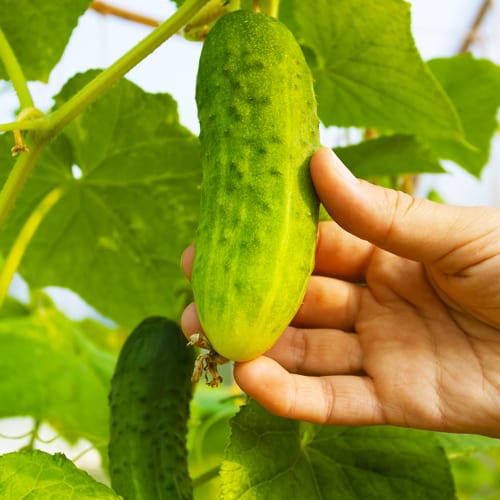 What Veggies To Plant In May