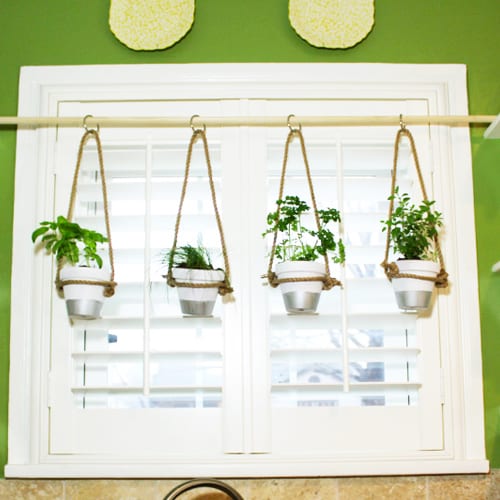 hanging herbs