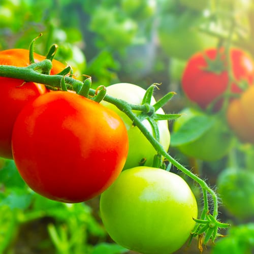 tomato
