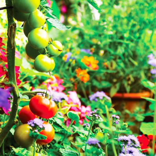 foodscape