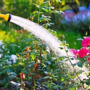 watering guide