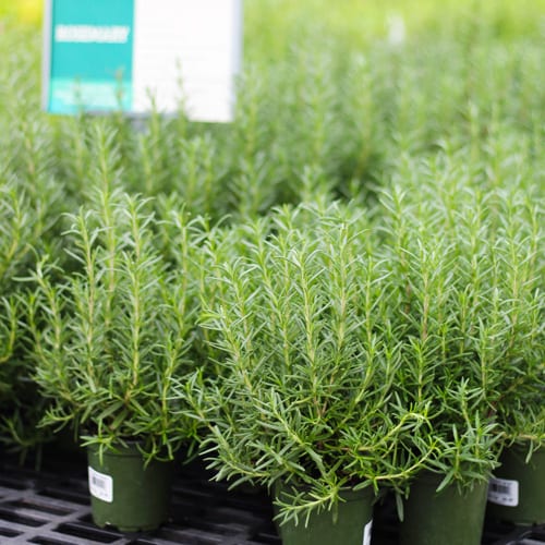 rosemary plants for sale