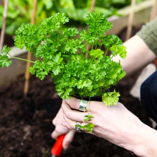 planting parsley plants