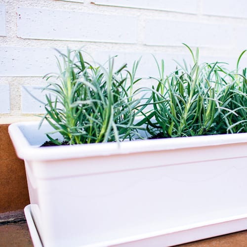 lavenders plant in white pot