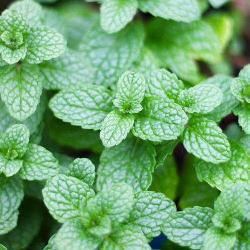 mint leaves close up