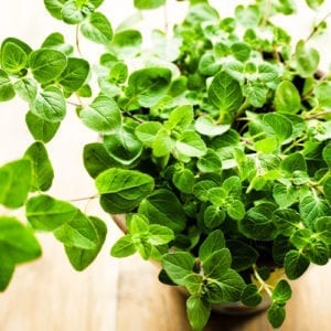 oregano plant close up